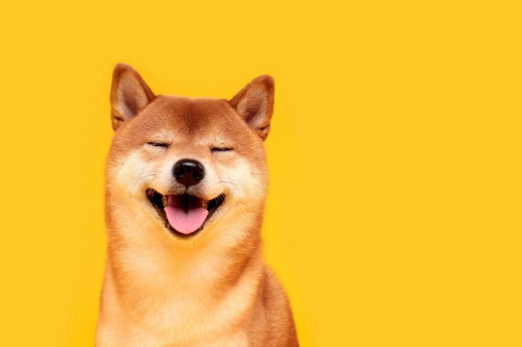 Shiba Inu Price Dips After Recent Surge—Healthy Pullback or Trend Reversal?